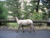 PICTURES/Yellowstone National Park - Day 1/t_Mountain Sheep3.JPG